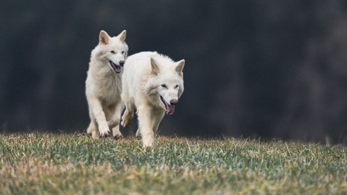 Dire Wolf