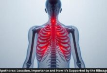 Apothorax: Location, Importance and How It’s Supported by the Ribcage